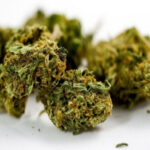 Køb Master Kush online